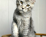 Кошки в Мытищах: Котенок Мейн-кун Мальчик, 50 000 руб. - фото 4