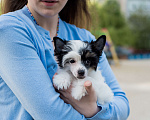 Собаки в Липецке: Пуховая девочка мини Девочка, 30 000 руб. - фото 4