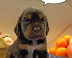 Собаки в Москве: Русский охотничий спаниель , щенок Мальчик, 25 000 руб. - фото 1