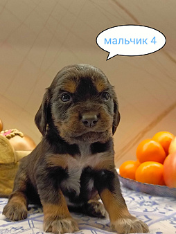 Объявление: Русский охотничий спаниель , щенок, 25 000 руб., Москва