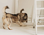 Собаки в Москве: Пес, которого уберегли от расправы, сидит в приюте Мальчик, 10 руб. - фото 4