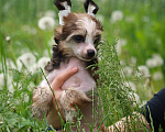 Собаки в Липецке: Голая девочка Рокси Девочка, 70 000 руб. - фото 1