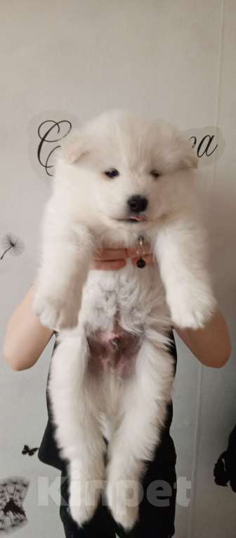Собаки в Мурманске: Щенки Самоеда Мальчик, Бесплатно - фото 1