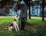 Собаки в Москве: Мухтар Мальчик, Бесплатно - фото 8