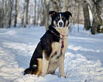 Собаки в Москве: Фил Мальчик, Бесплатно - фото 3