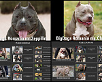 Собаки в Севастополе: Щенки Американского булли 100% крови BigDogs Romania Мальчик, 50 000 руб. - фото 1