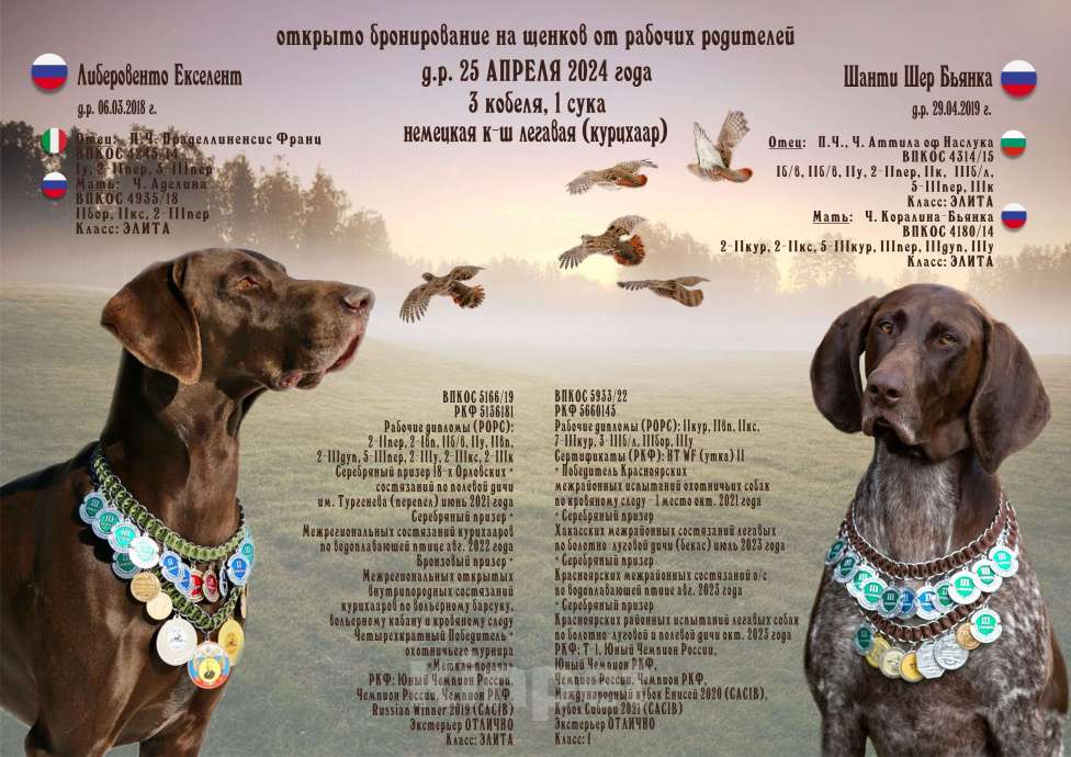 Собаки в Красноярске: Щенки курцхаара потомственные охотники Мальчик, 50 000 руб. - фото 1