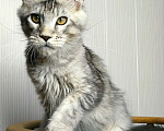 Кошки в Мытищах: Котенок Мейн-кун Мальчик, 50 000 руб. - фото 10