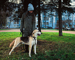 Собаки в Москве: Мухтар Мальчик, Бесплатно - фото 7
