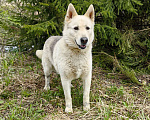 Собаки в Дзержинском: Позитивный пес Артем ищет дом Мальчик, Бесплатно - фото 2
