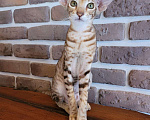 Кошки в Краснодаре: Котёнок девочка Девочка, 50 000 руб. - фото 1