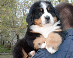 Собаки в Щелково: Бернский зеннехунд Мальчик, 90 000 руб. - фото 1