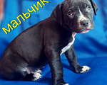 Собаки в Москве: Перспективные  щенки Американского питбультерьера Мальчик, 55 000 руб. - фото 4
