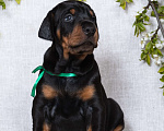 Собаки в Зеленограде: Кобель зеленая лента  Мальчик, 100 000 руб. - фото 1