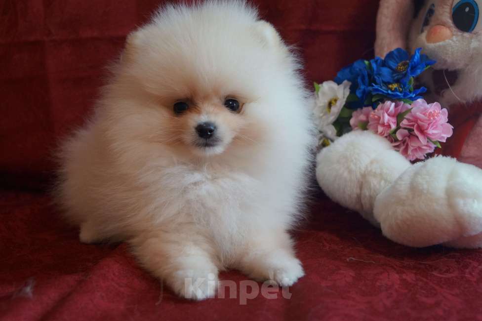 Собаки в Москве: Белый мини мальчик Мальчик, 35 000 руб. - фото 1
