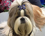 Собаки в Самаре: Ши-тцу вязка кобели чемпионы породы, 50 руб. - фото 1