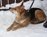 Собаки в Москве: Мяте очень нужен свой человек, она очень грустит без хозяина! Девочка, Бесплатно - фото 7