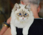 Кошки в Москве: Особенный котик Варяг ищет надежных хозяев!  Мальчик, Бесплатно - фото 1