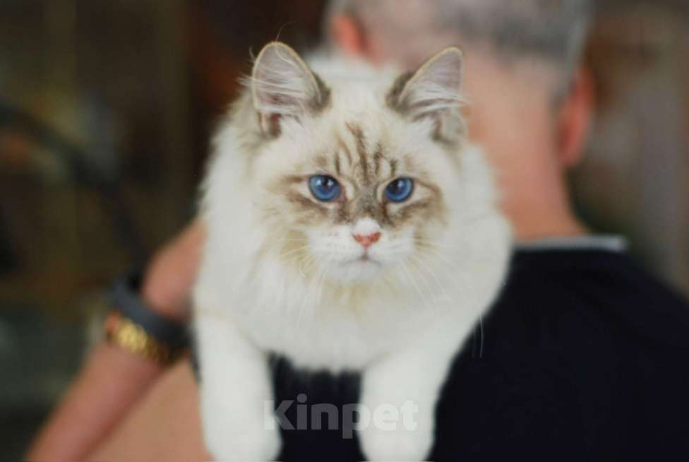 Кошки в Москве: Особенный котик Варяг ищет надежных хозяев!  Мальчик, Бесплатно - фото 1