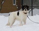 Собаки в Москве: Белый Бим пушистые ушки ищет дом! Мальчик, Бесплатно - фото 6