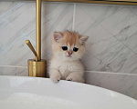 Кошки в Омске: Золотые шиншиллята Мальчик, 20 000 руб. - фото 6