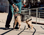 Собаки в Ногинске: Нежность по имени Линда! Девочка, Бесплатно - фото 1