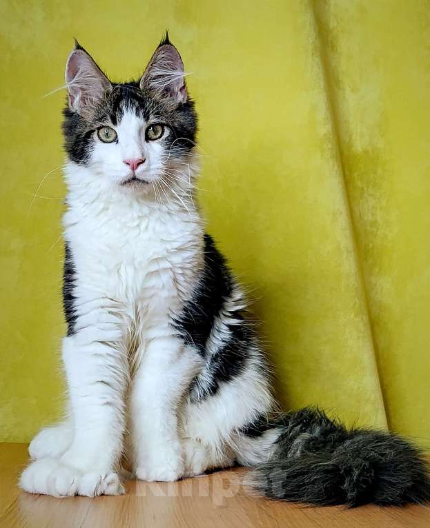 Кошки в Мытищах: Котенок Мейн-кун полидакт Мальчик, 45 000 руб. - фото 1