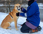 Собаки в Москве: Самый ушасты Рик Мальчик, Бесплатно - фото 3