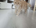 Кошки в Щербинке: Мейн-Кун Мальчик, Бесплатно - фото 1