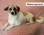 Собаки в Санкт-Петербурге: Мальчик от маленькой собачки  Мальчик, Бесплатно - фото 6