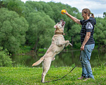 Собаки в Москве: Лабрадор Сева в добрые руки Мальчик, Бесплатно - фото 7