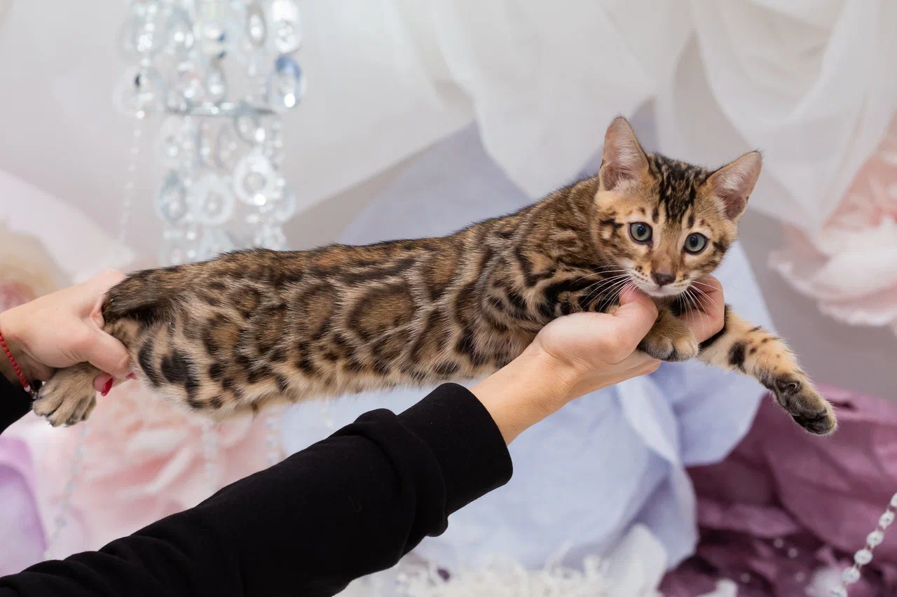 Объявление: Продажа котят, 55 000 руб., Краснодар