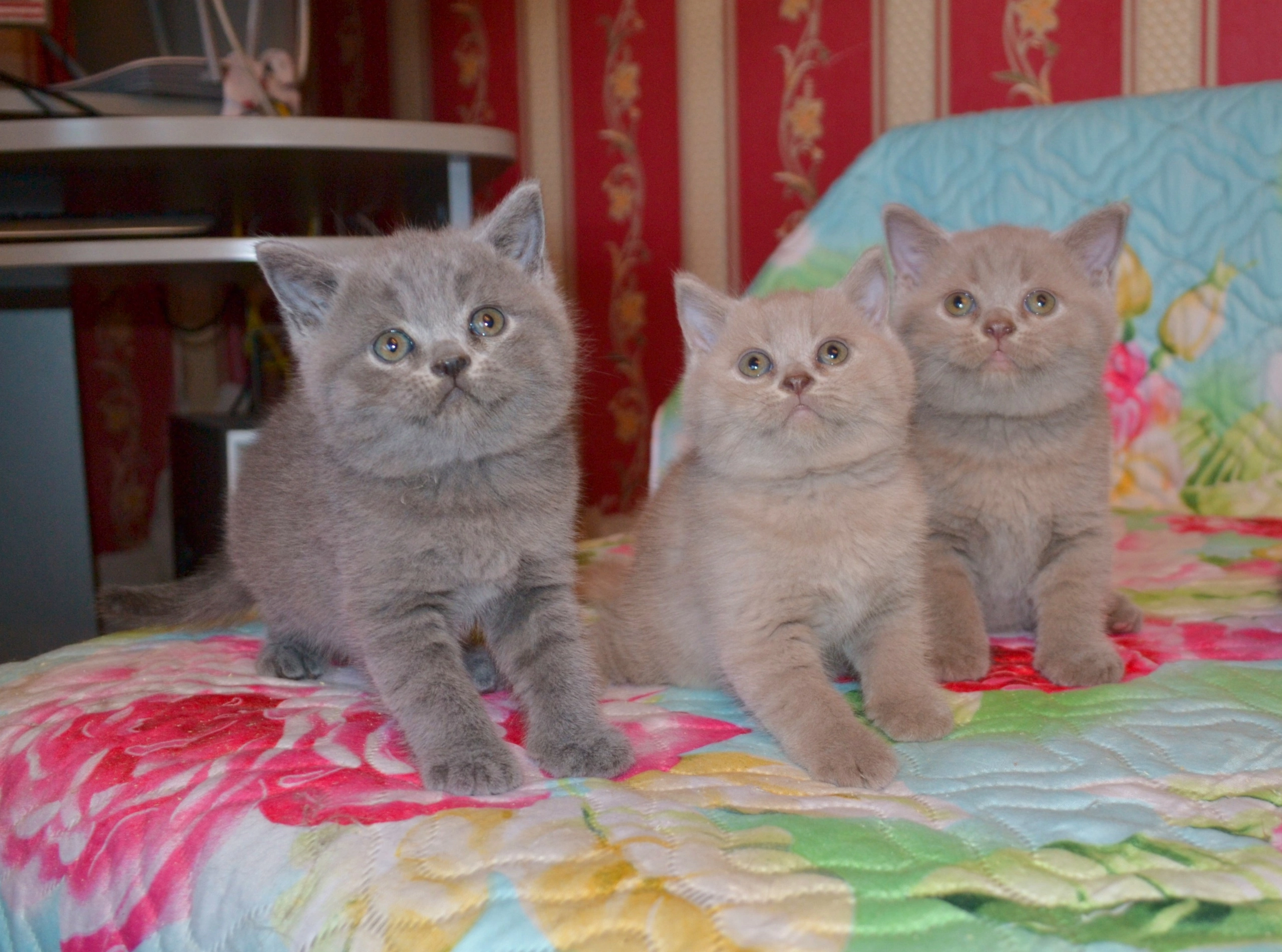 Объявление: Элитные британские котята , 9 000 руб., Ярославль