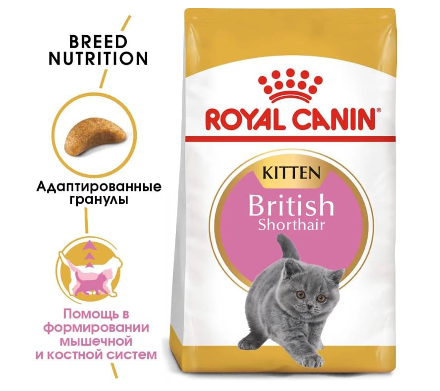 British Shorthair Kitten