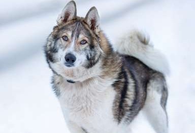 Доцент ищет дом 