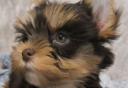 Цветной йорк