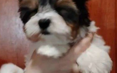 Красотка Оливия Лав