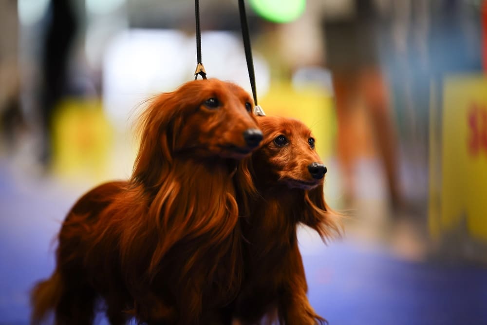 Как выглядит такса, можно прочитать в стандарте