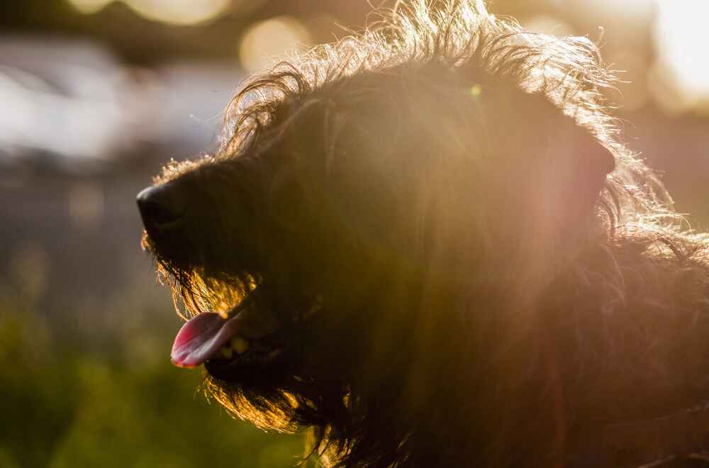 Бергамская овчарка в солнечный день