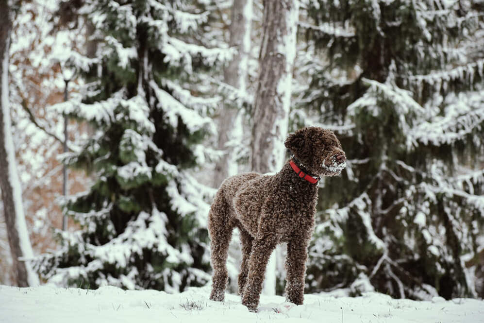 Изображениe — Лаготто романьоло на снегу Лаготто романьоло на снегу