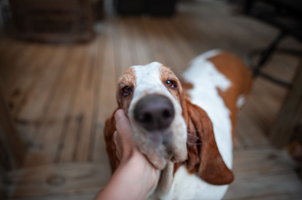 Морда бассет-хаунда