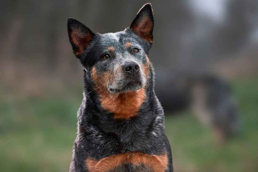 Австралийская пастушья собака внимательно смотрит