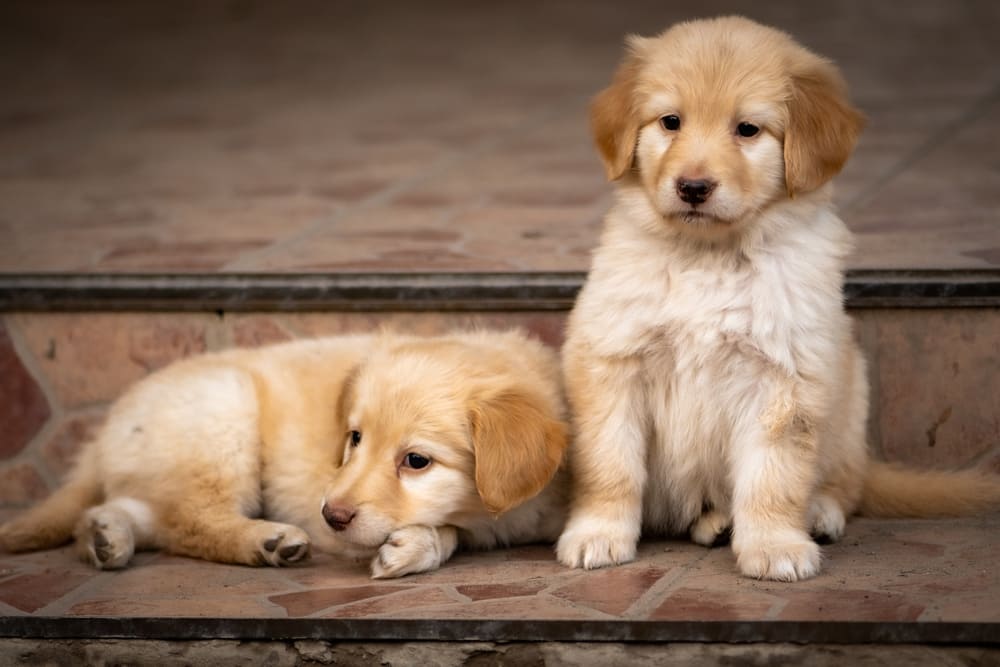 Щенки ховаварта светлого окраса