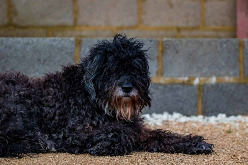 Портрет фландрийского бувье