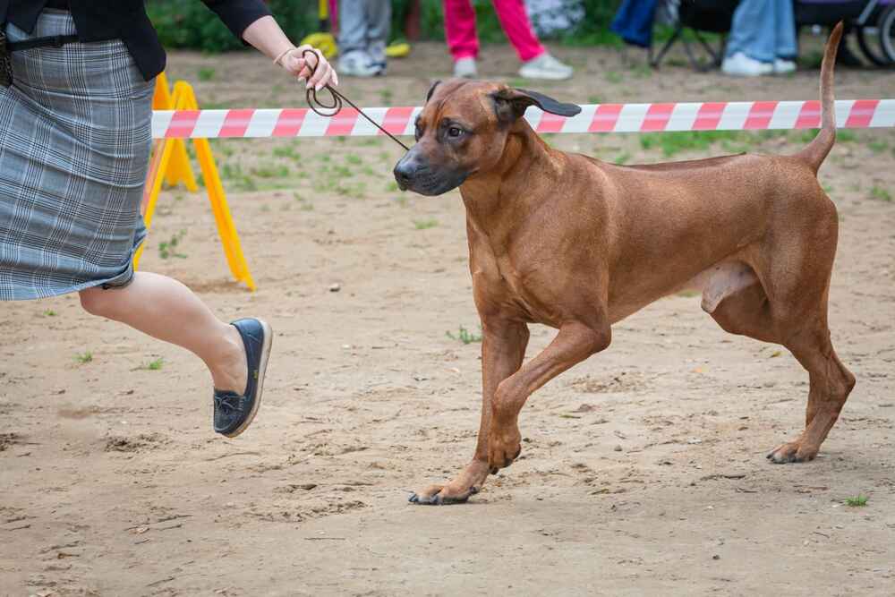 Родезийский риджбек на шоу