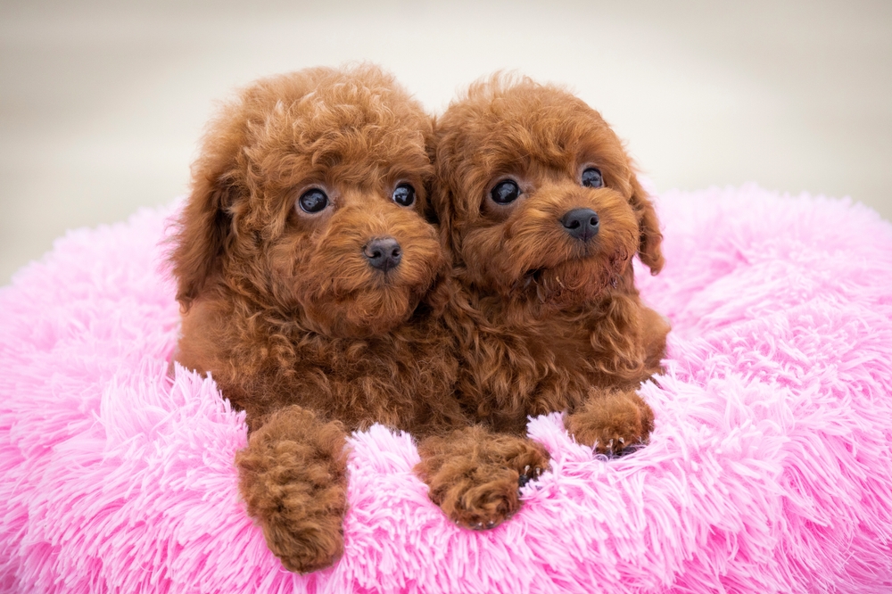 Два коричневых щенка пуделя