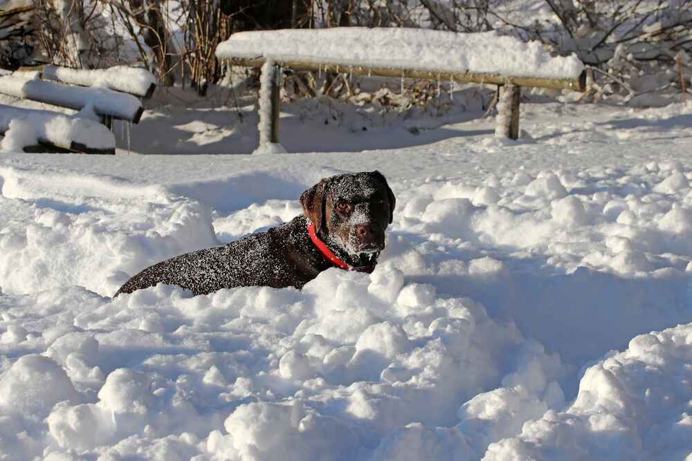 Лабрадор играет в снегу