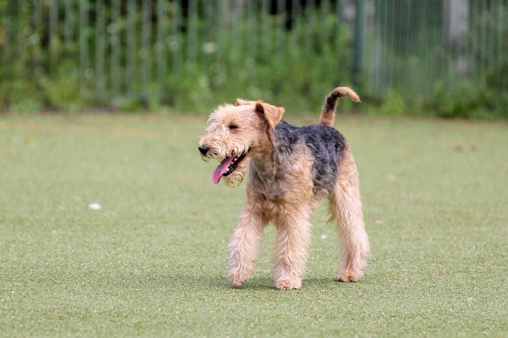 Лейкленд-терьер – спортивная собака