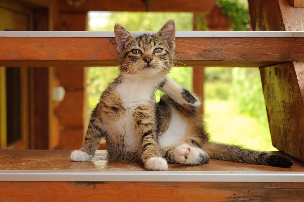 Чесотка у кошек: чем опасна, как определить и вылечить