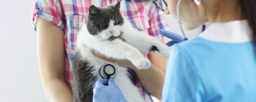 Кардиомиопатия у кошек